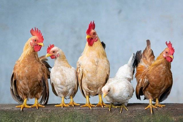Living Lab Usage prudent des antibiotiques en élevages de porcs et volailles