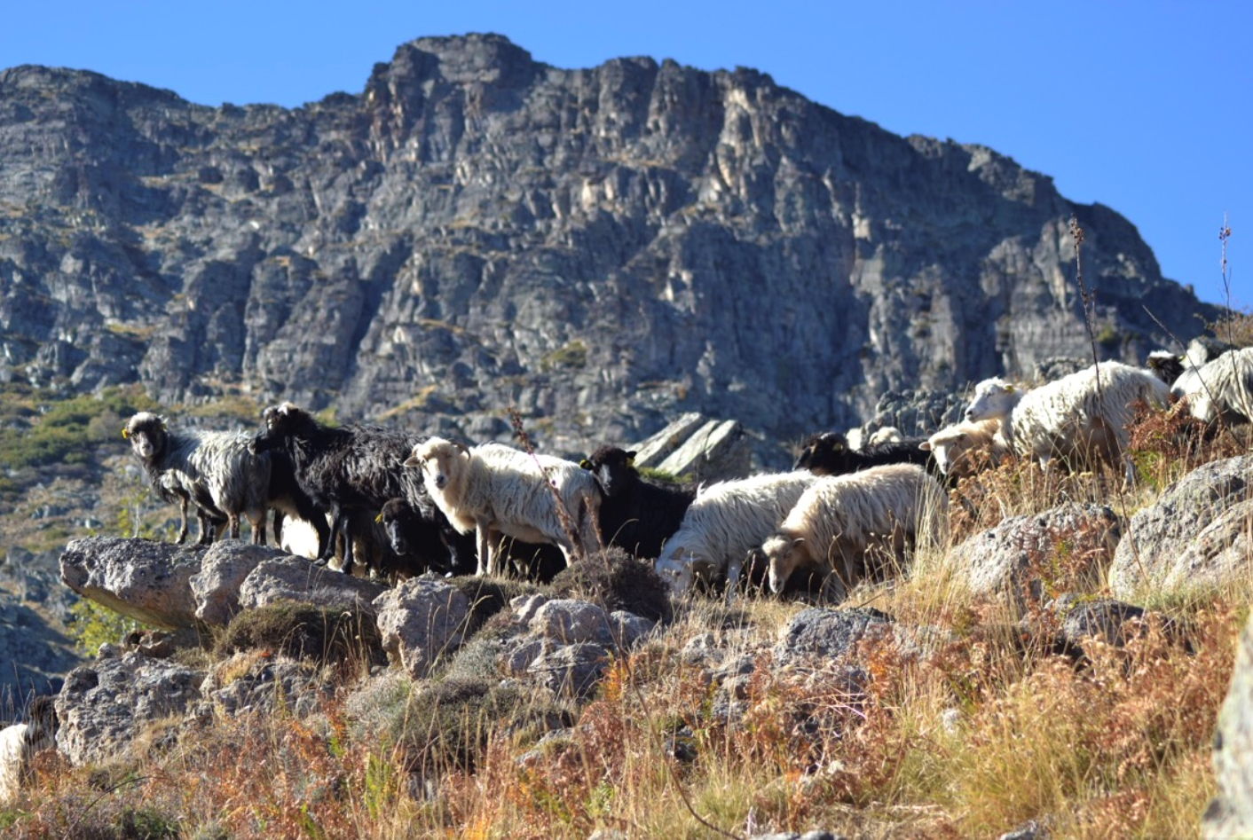 Une nouvelle espèce bactérienne transmise par les tiques chez les petits ruminants en Corse