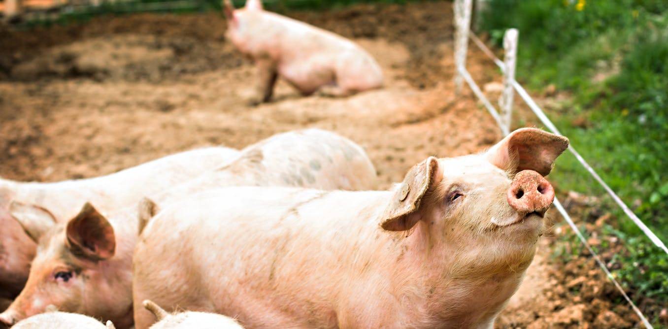 Le porc, nouvel allié des chercheurs en immunologie © Shutterstock