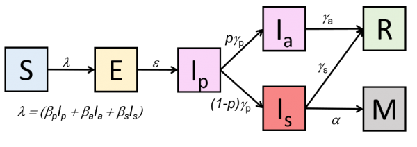 Schéma de modélisation incluant une phase de latence
