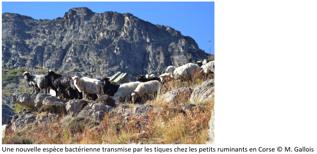 Ruminants Corse1